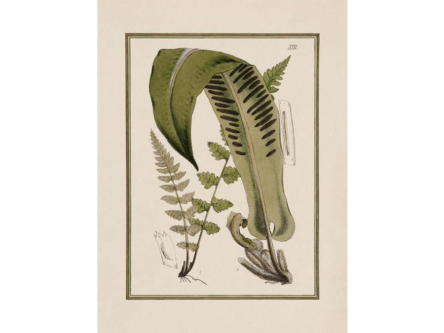 Fern XV Vintage Art Print