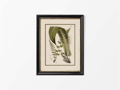 Fern XV Vintage Art Print