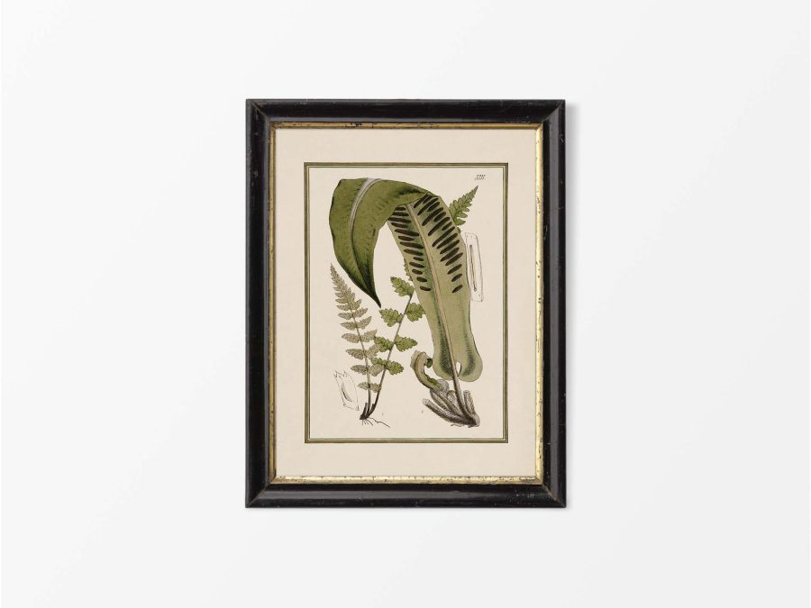 Fern XV Vintage Art Print