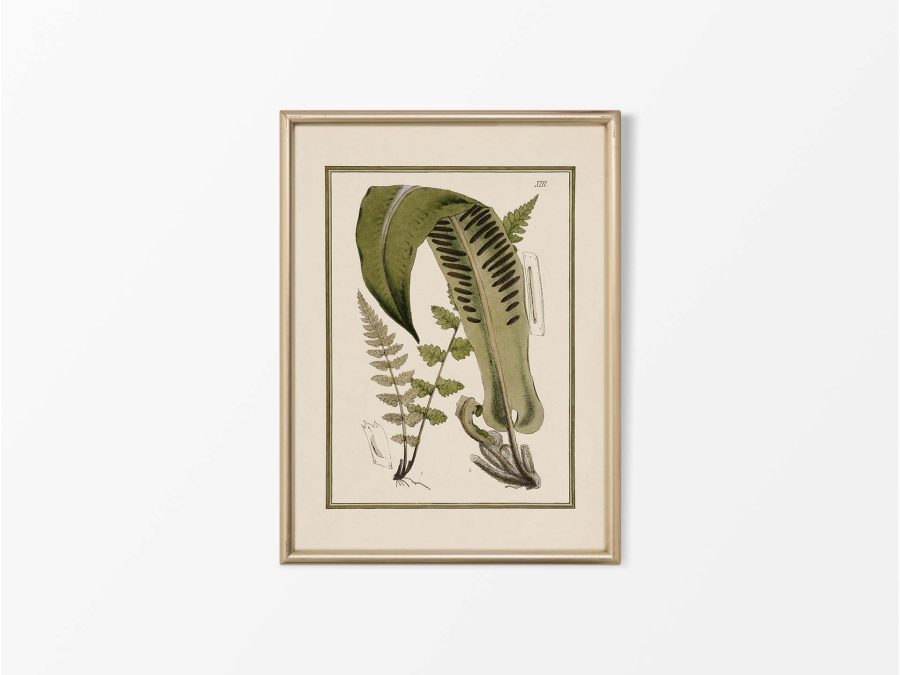 Fern XV Vintage Art Print