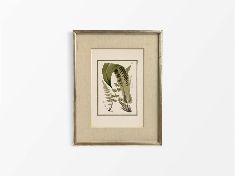 Fern XV Vintage Art Print