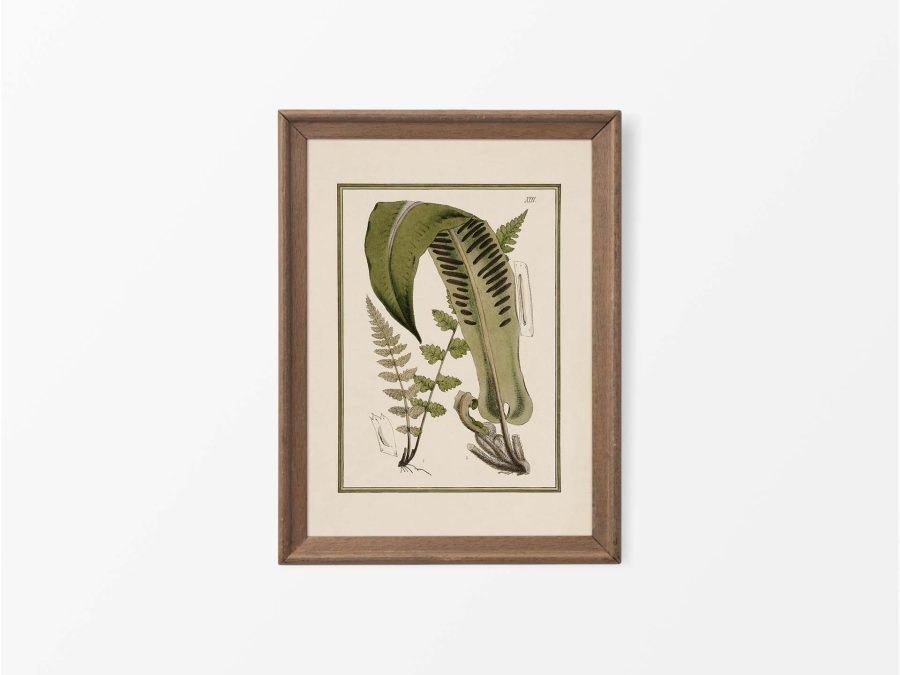 Fern XV Vintage Art Print