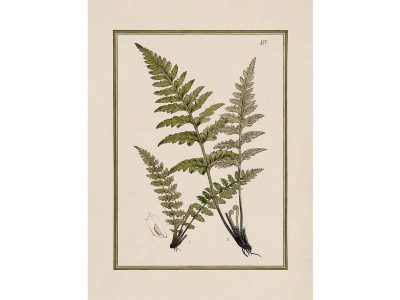 Fern XVI Vintage Art Print