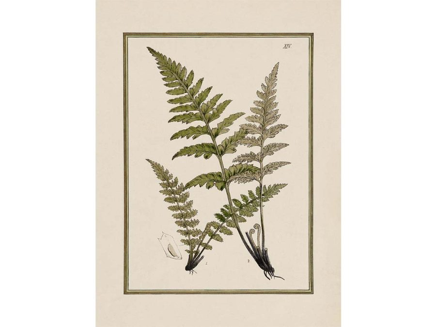 Fern XVI Vintage Art Print