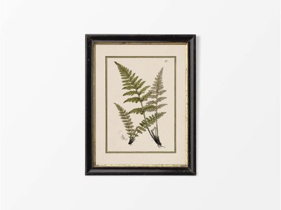 Fern XVI Vintage Art Print