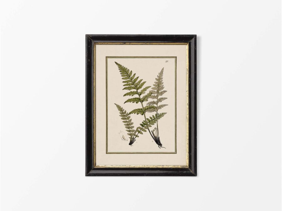 Fern XVI Vintage Art Print