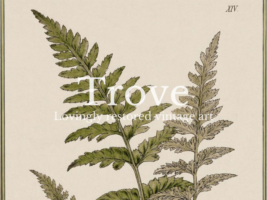 Fern XVI Vintage Art Print