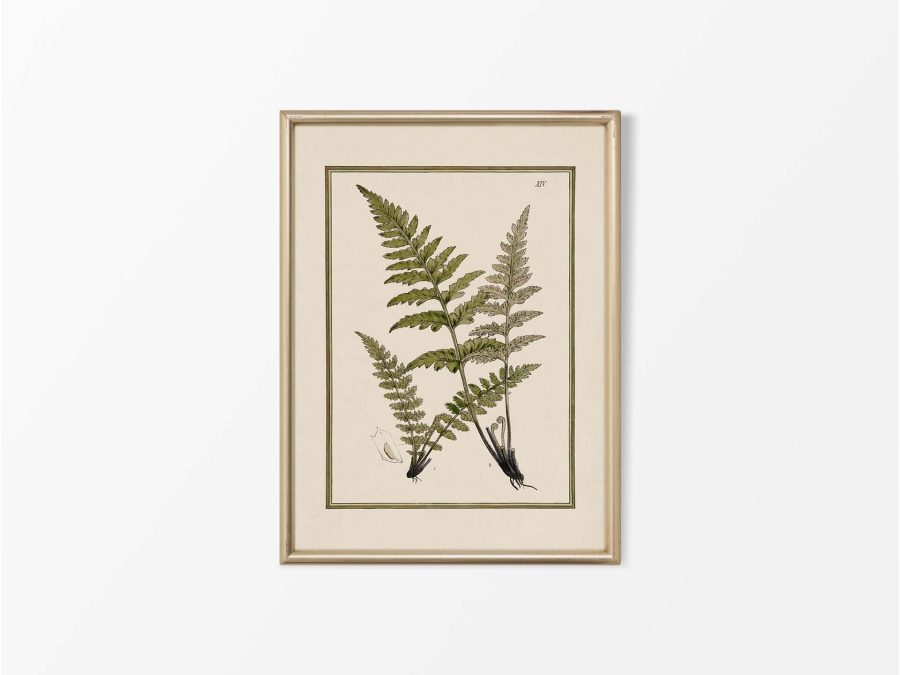 Fern XVI Vintage Art Print