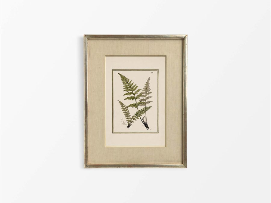 Fern XVI Vintage Art Print