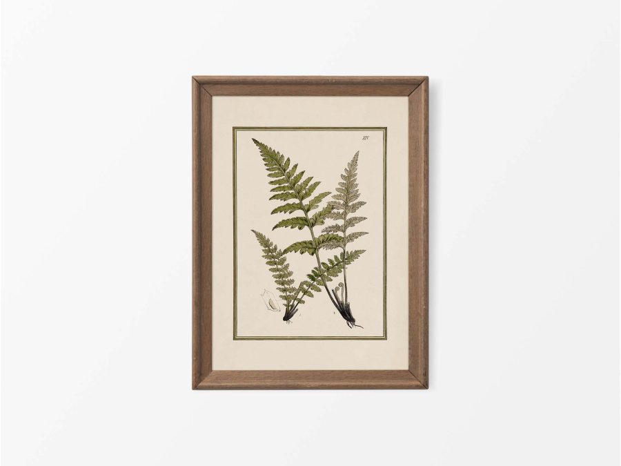 Fern XVI Vintage Art Print