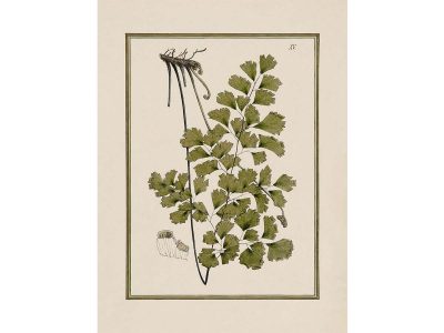 Fern XVII Vintage Art Print