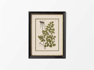 Fern XVII Vintage Art Print