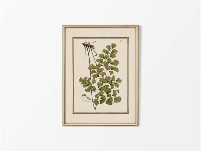 Fern XVII Vintage Art Print