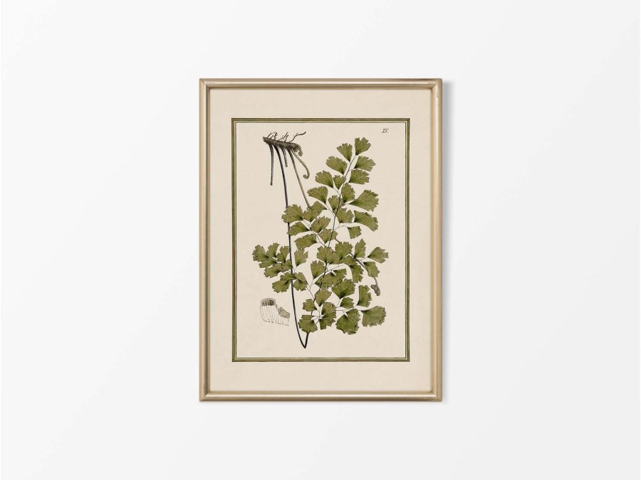 Fern XVII Vintage Art Print