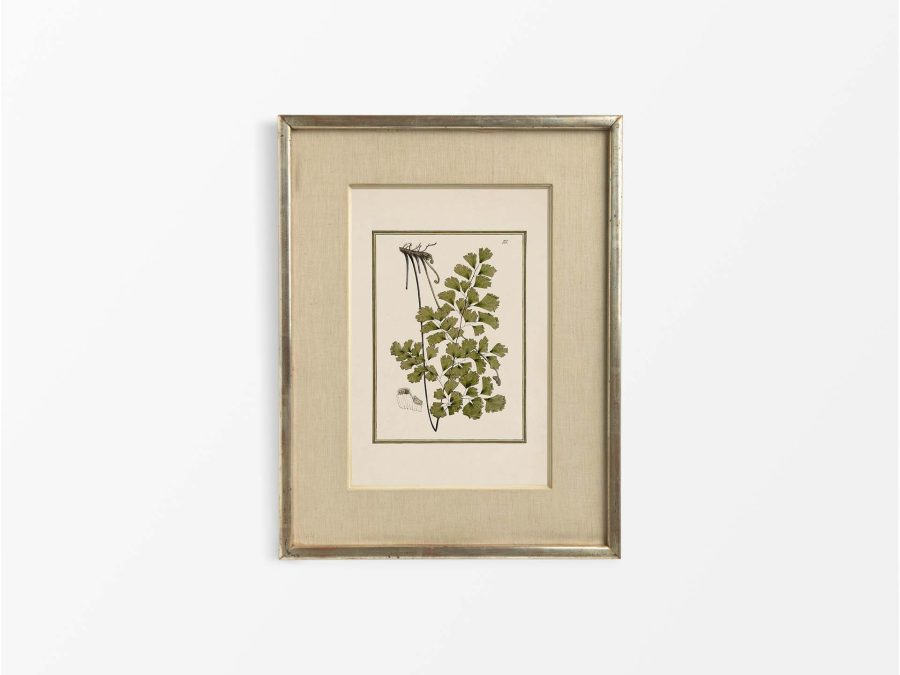 Fern XVII Vintage Art Print