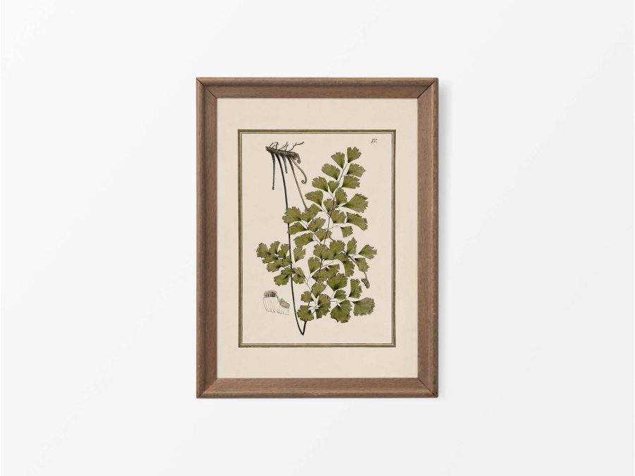 Fern XVII Vintage Art Print