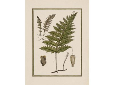 Fern XVIII Vintage Art Print