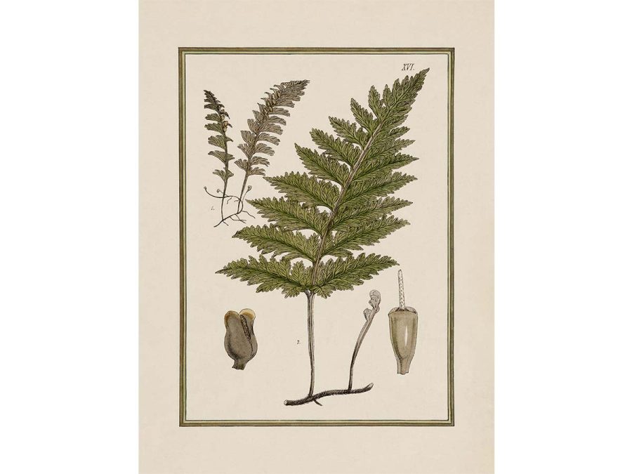 Fern XVIII Vintage Art Print