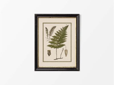 Fern XVIII Vintage Art Print