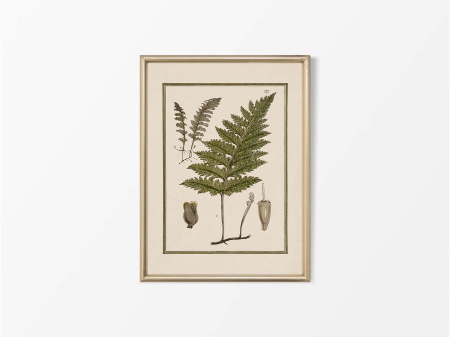 Fern XVIII Vintage Art Print