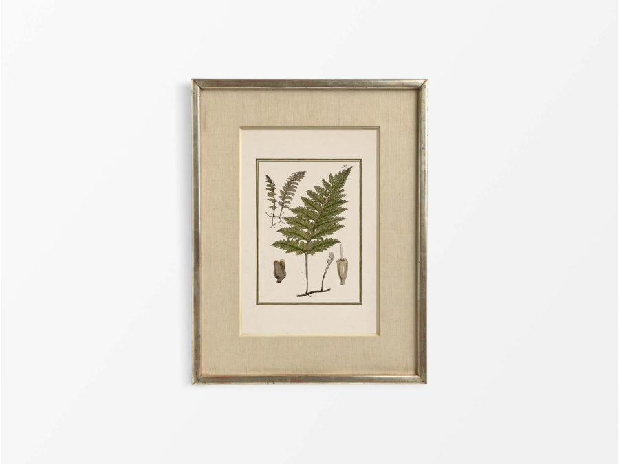 Fern XVIII Vintage Art Print