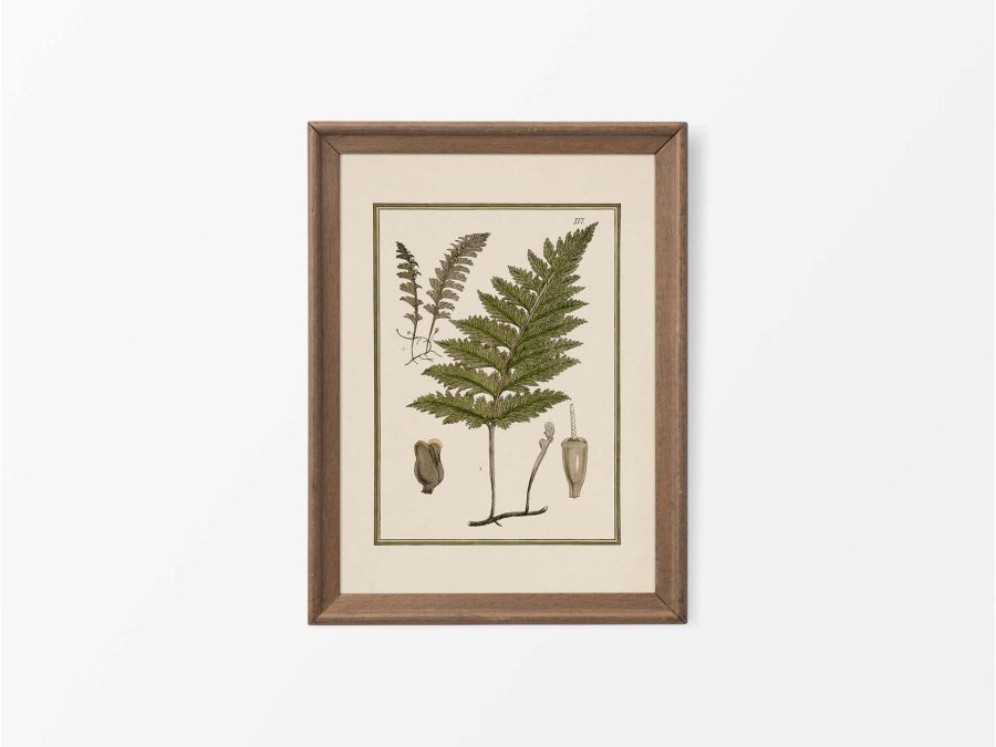 Fern XVIII Vintage Art Print