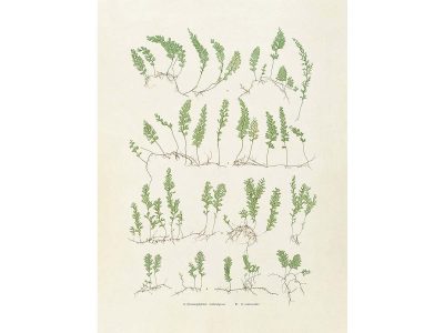 Ferns I Vintage Art Print