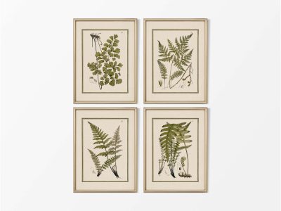 Ferns II (Set of Four) Vintage Art Prints