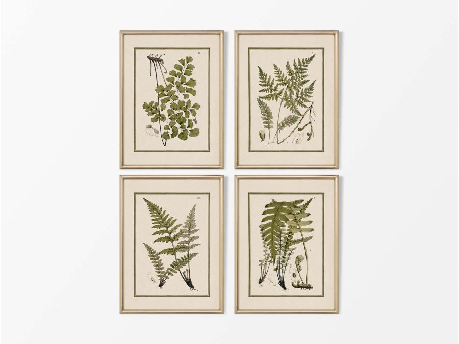 Ferns II (Set of Four) Vintage Art Prints