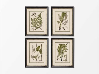 Ferns III (Set of Four) Vintage Art Prints