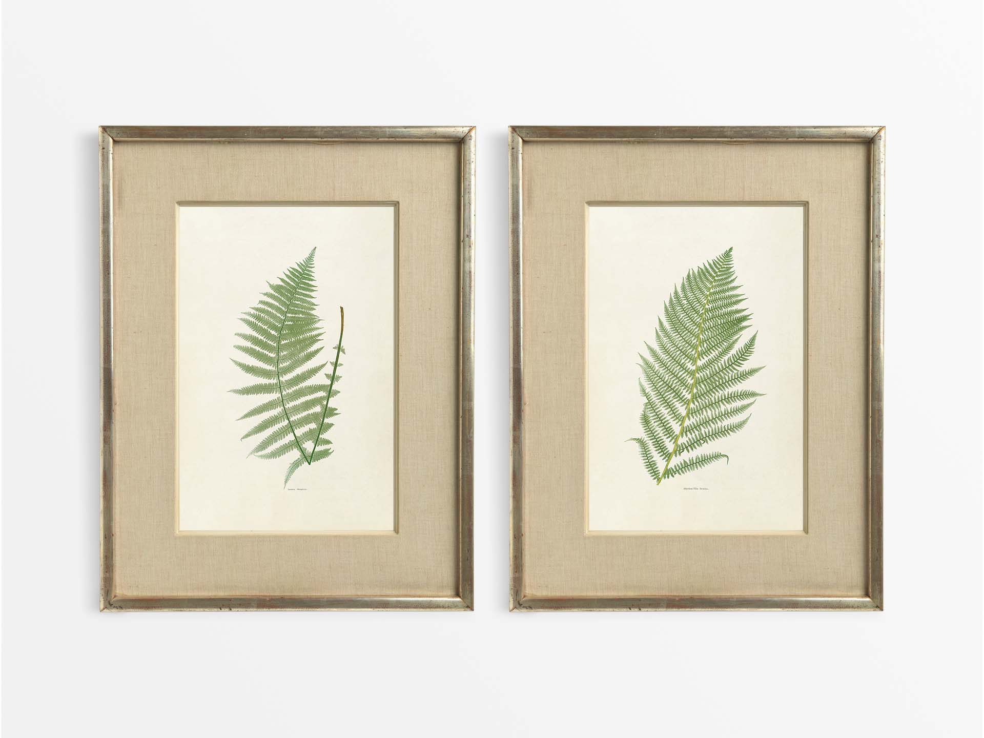 Ferns III (Set of Two) Vintage Art Prints