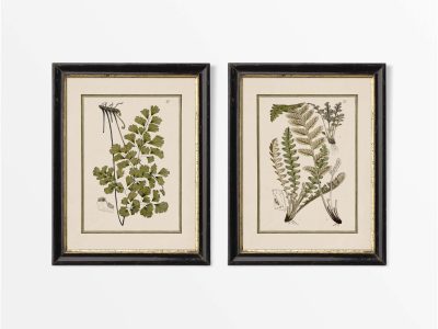 Ferns IX (Set of Two) Vintage Art Prints