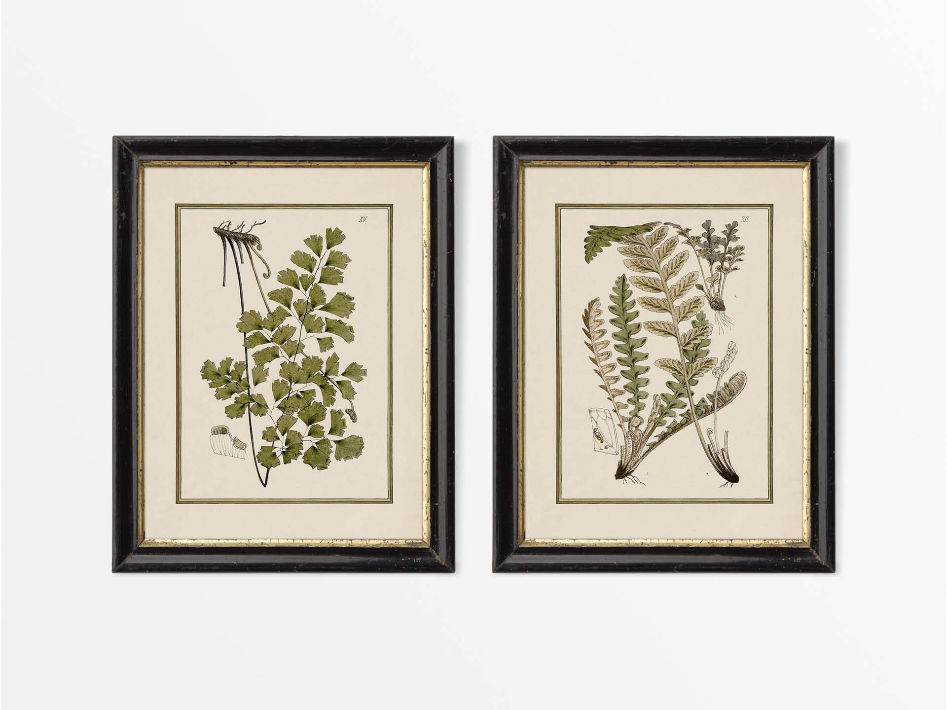 Ferns IX (Set of Two) Vintage Art Prints