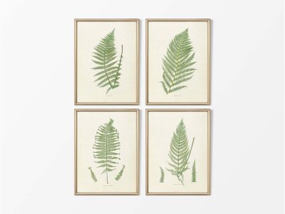 Ferns (Set of Four) Vintage Art Prints