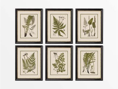 Ferns (Set of Six) Vintage Art Prints