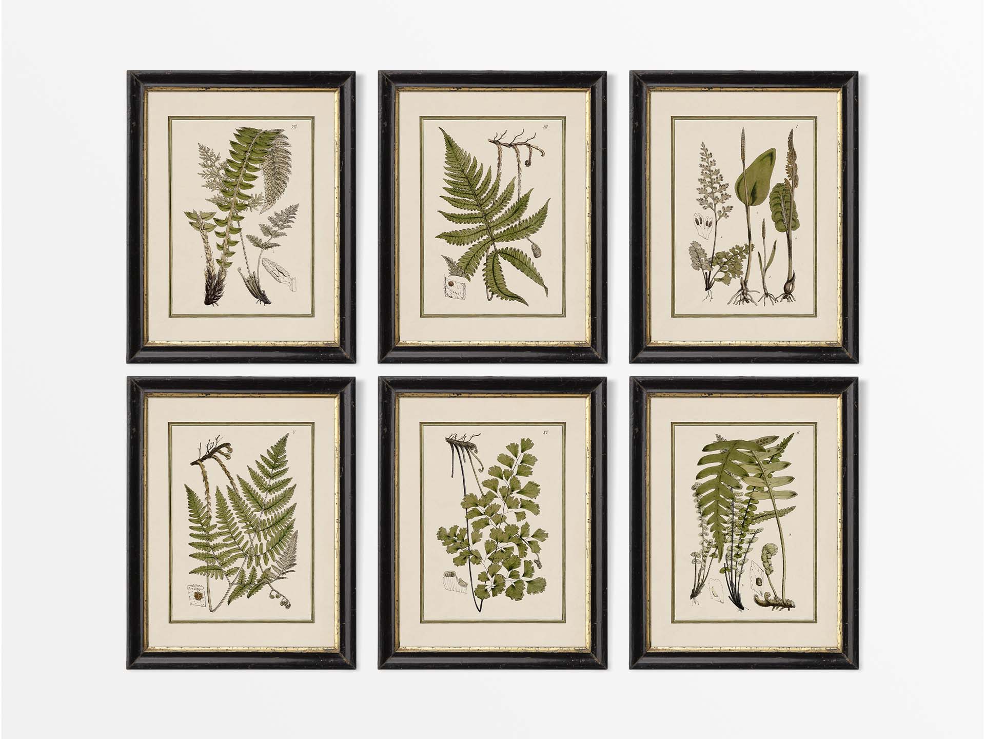 Ferns (Set of Six) Vintage Art Prints