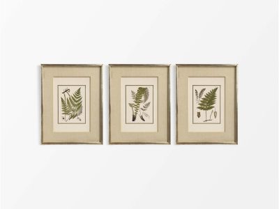 Ferns (Set of Three) Vintage Art Prints