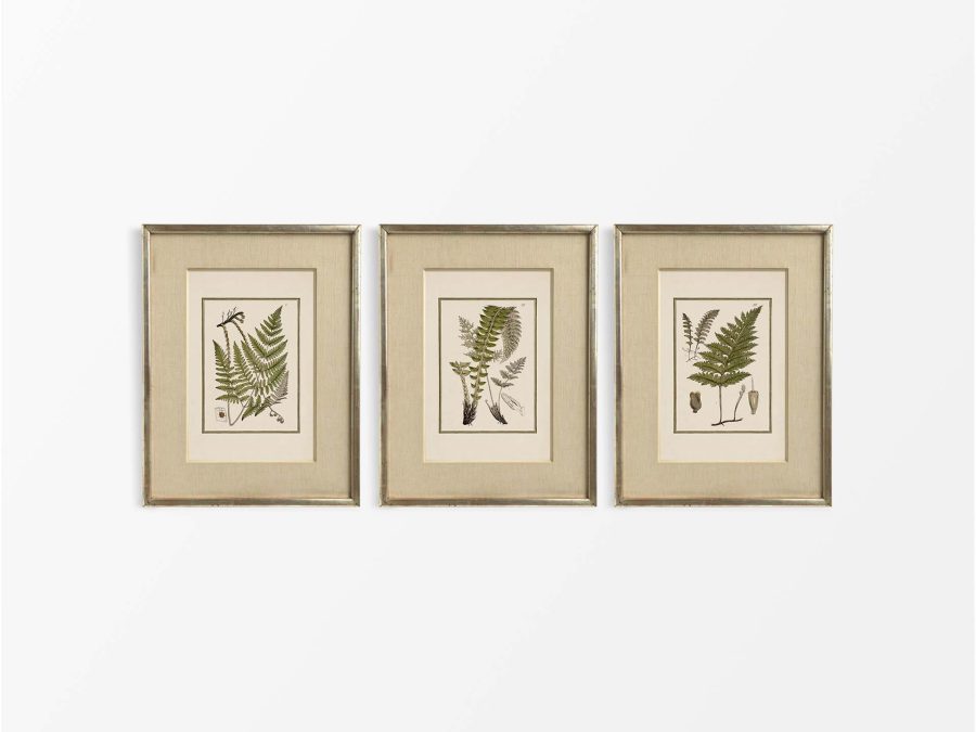Ferns (Set of Three) Vintage Art Prints