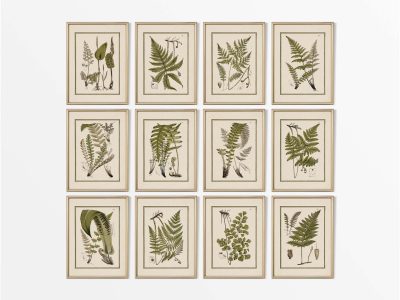 Ferns (Set of Twelve) Vintage Art Prints