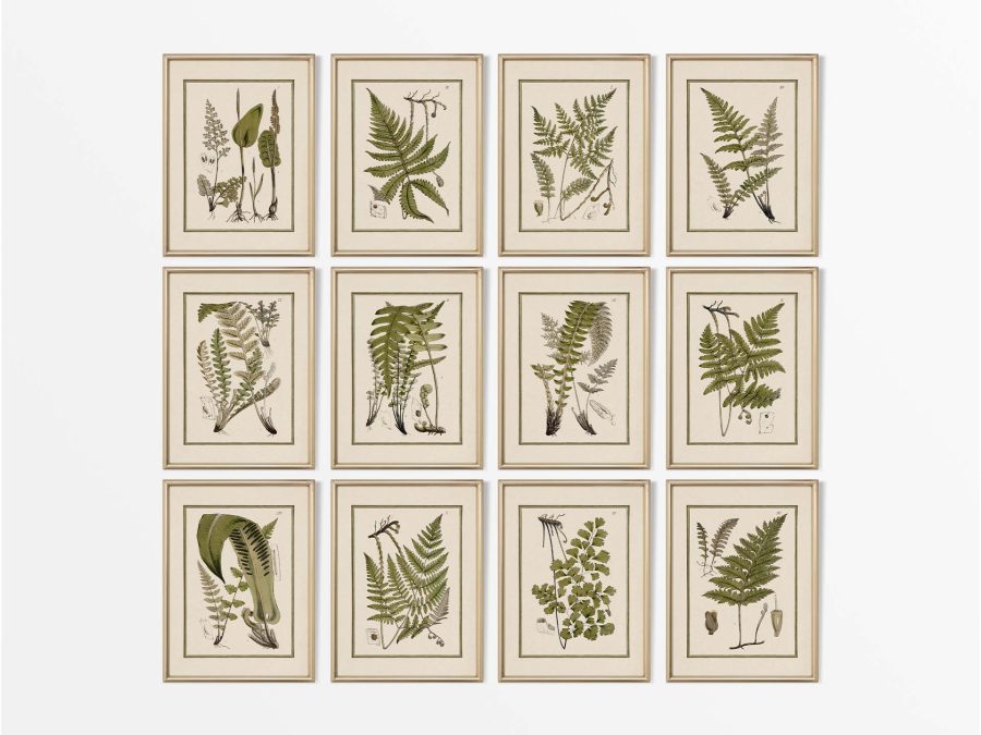 Ferns (Set of Twelve) Vintage Art Prints