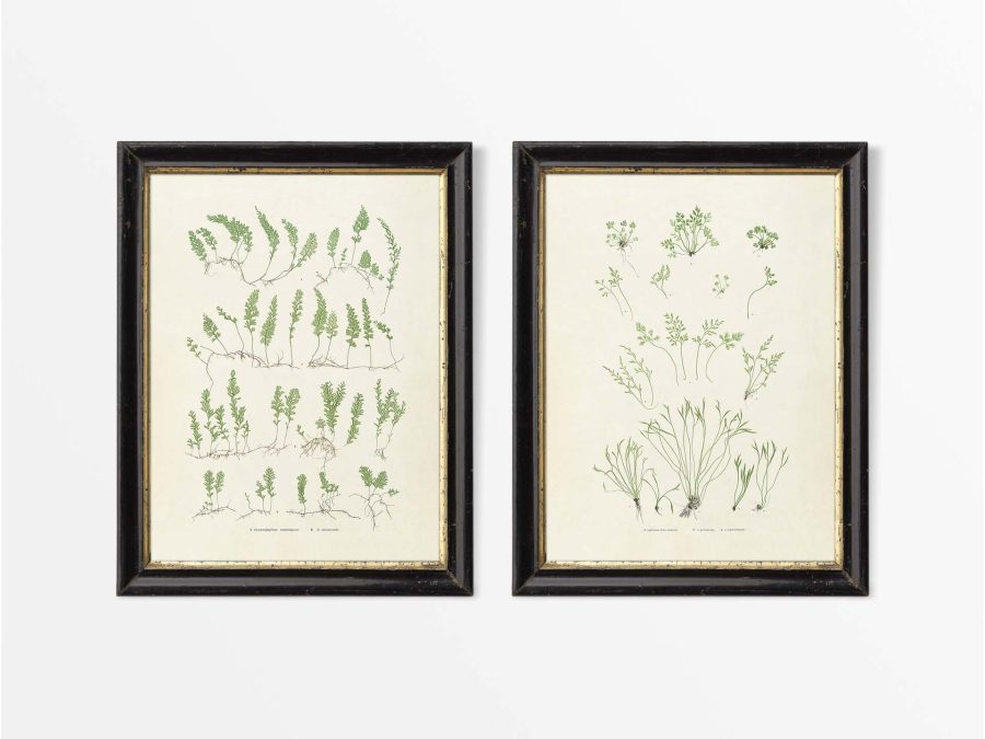 Ferns (Set of Two) Vintage Art Prints