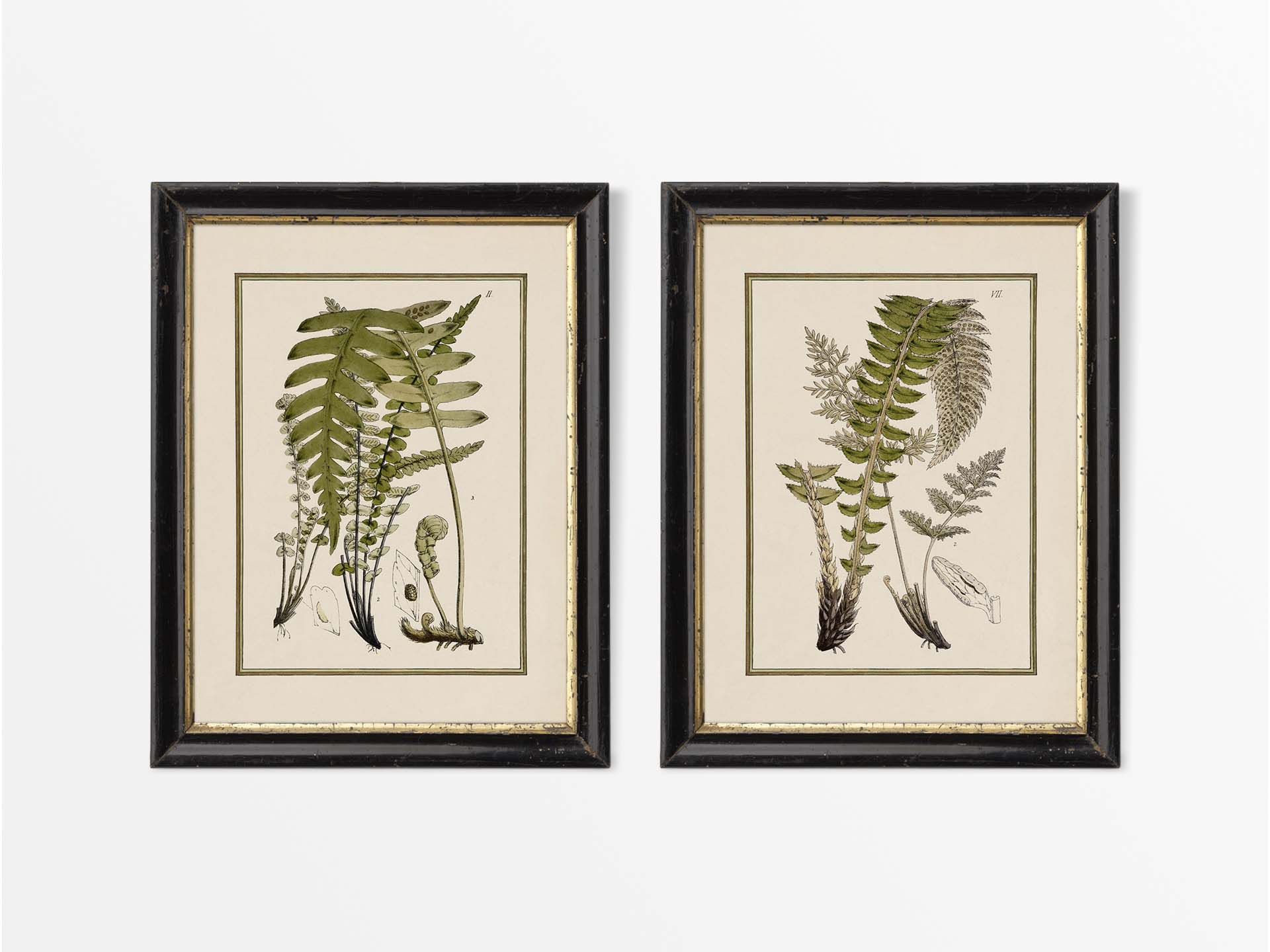Ferns V (Set of Two) Vintage Art Prints