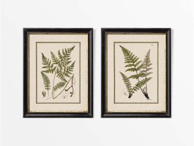 Ferns VII (Set of Two) Vintage Art Prints