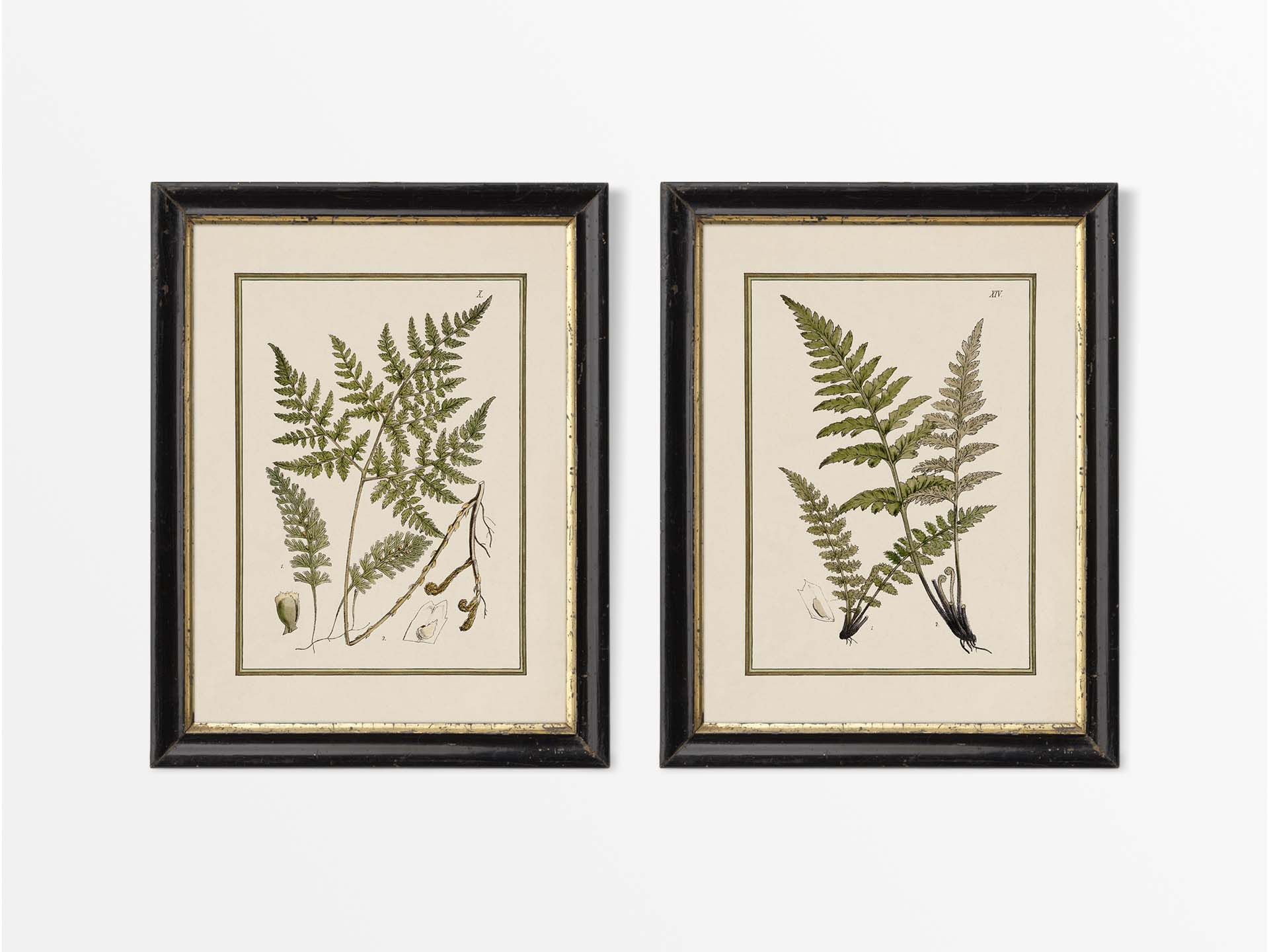 Ferns VII (Set of Two) Vintage Art Prints