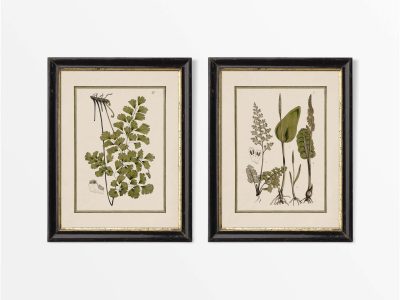 Ferns VIII (Set of Two) Vintage Art Prints