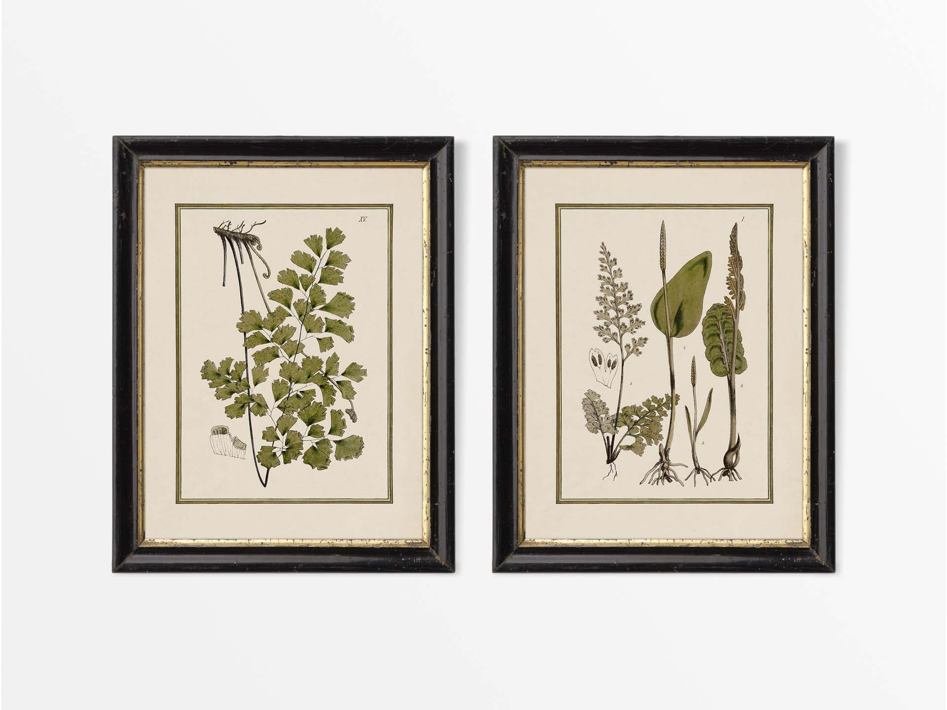 Ferns VIII (Set of Two) Vintage Art Prints