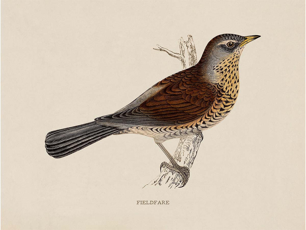 Fieldfare Vintage Art Print