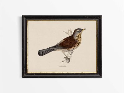 Fieldfare Vintage Art Print