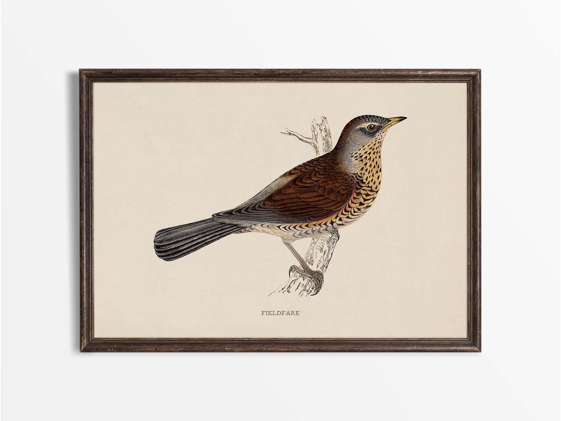 Fieldfare Vintage Art Print