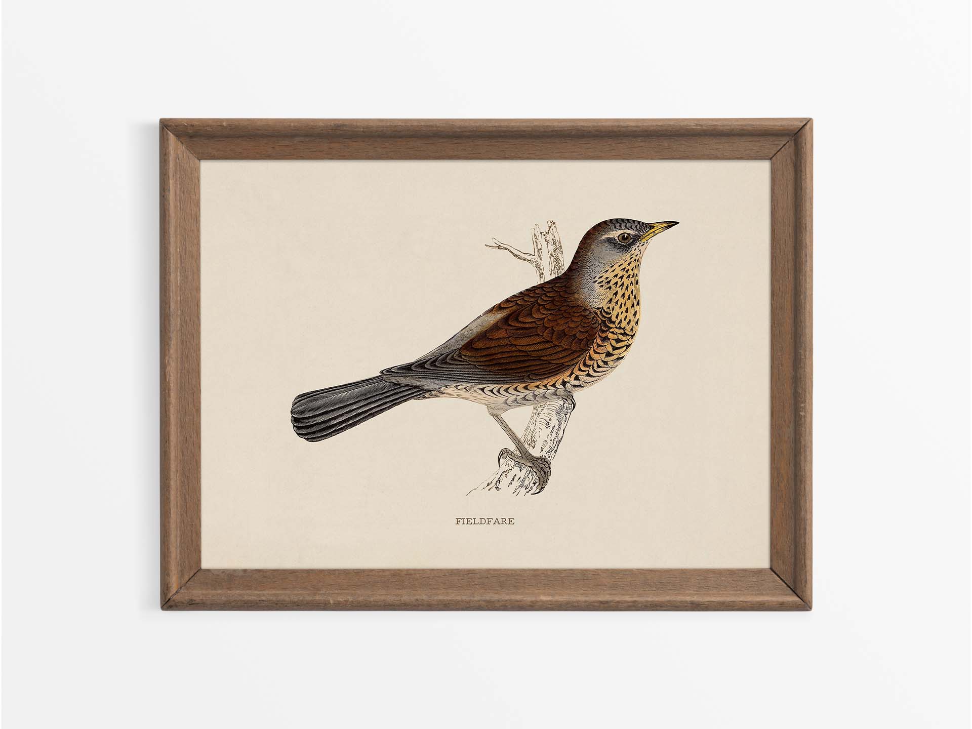 Fieldfare Vintage Art Print